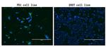 PDCD1 Antibody in Immunocytochemistry (ICC/IF)