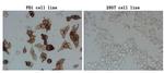 PDCD1 Antibody in Immunocytochemistry (ICC/IF)