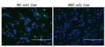 PDCD1 Antibody in Immunocytochemistry (ICC/IF)