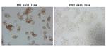 PDCD1 Antibody in Immunocytochemistry (ICC/IF)