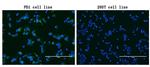 PDCD1 Antibody in Immunocytochemistry (ICC/IF)