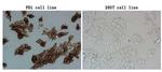PDCD1 Antibody in Immunocytochemistry (ICC/IF)