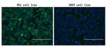 PDCD1 Antibody in Immunocytochemistry (ICC/IF)