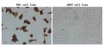 PDCD1 Antibody in Immunocytochemistry (ICC/IF)