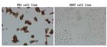 PDCD1 Antibody in Immunocytochemistry (ICC/IF)
