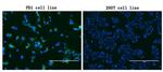 PDCD1 Antibody in Immunocytochemistry (ICC/IF)