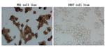 PDCD1 Antibody in Immunocytochemistry (ICC/IF)