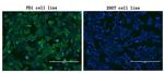 PDCD1 Antibody in Immunocytochemistry (ICC/IF)