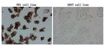PDCD1 Antibody in Immunocytochemistry (ICC/IF)
