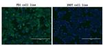 PDCD1 Antibody in Immunocytochemistry (ICC/IF)