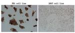 PDCD1 Antibody in Immunocytochemistry (ICC/IF)