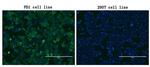 PDCD1 Antibody in Immunocytochemistry (ICC/IF)