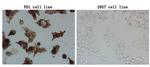 PDCD1 Antibody in Immunocytochemistry (ICC/IF)