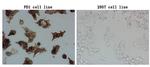 PDCD1 Antibody in Immunocytochemistry (ICC/IF)