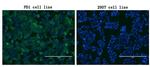PDCD1 Antibody in Immunocytochemistry (ICC/IF)