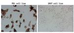 PDCD1 Antibody in Immunocytochemistry (ICC/IF)