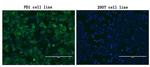 PDCD1 Antibody in Immunocytochemistry (ICC/IF)