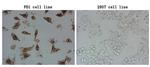 PDCD1 Antibody in Immunocytochemistry (ICC/IF)