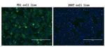 PDCD1 Antibody in Immunocytochemistry (ICC/IF)