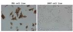 PDCD1 Antibody in Immunocytochemistry (ICC/IF)
