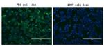PDCD1 Antibody in Immunocytochemistry (ICC/IF)