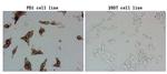 PDCD1 Antibody in Immunocytochemistry (ICC/IF)