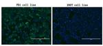 PDCD1 Antibody in Immunocytochemistry (ICC/IF)