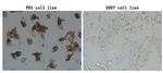 PDCD1 Antibody in Immunocytochemistry (ICC/IF)
