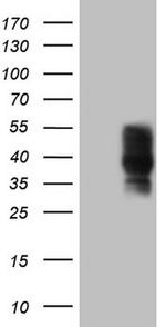 PDCD1 Antibody in Western Blot (WB)