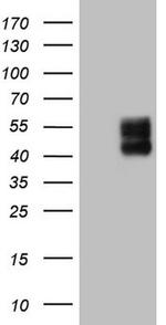 PDCD1 Antibody in Western Blot (WB)