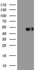 PDCD1 Antibody in Western Blot (WB)