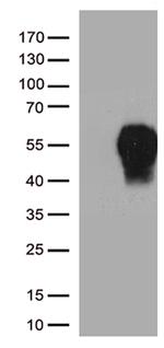 PDCD1 Antibody in Western Blot (WB)