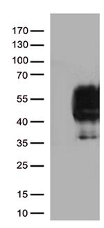 PDCD1 Antibody in Western Blot (WB)