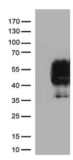 PDCD1 Antibody in Western Blot (WB)