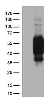 PDCD1 Antibody in Western Blot (WB)