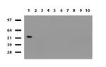 PDCD1 Antibody in Western Blot (WB)