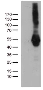PDCD2L Antibody in Western Blot (WB)