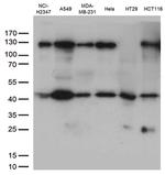 PDCD2L Antibody in Western Blot (WB)