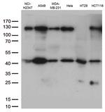 PDCD2L Antibody in Western Blot (WB)