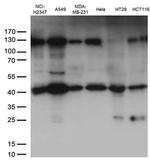 PDCD2L Antibody in Western Blot (WB)