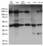 PDCD2L Antibody in Western Blot (WB)