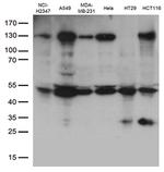 PDCD2L Antibody in Western Blot (WB)