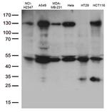 PDCD2L Antibody in Western Blot (WB)
