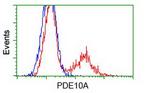 PDE10A Antibody in Flow Cytometry (Flow)