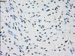 PDE10A Antibody in Immunohistochemistry (Paraffin) (IHC (P))
