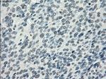 PDE10A Antibody in Immunohistochemistry (Paraffin) (IHC (P))