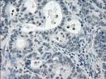 PDE10A Antibody in Immunohistochemistry (Paraffin) (IHC (P))