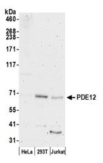 PDE12 Polyclonal Antibody