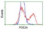 PDE2A Antibody in Flow Cytometry (Flow)
