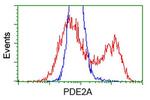 PDE2A Antibody in Flow Cytometry (Flow)